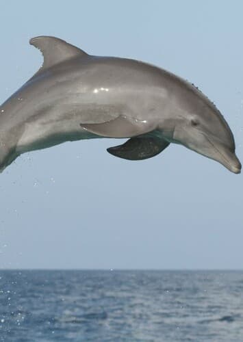 Dolphin