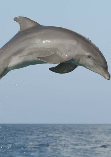 Dolphin