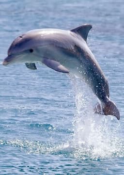 Dolphin
