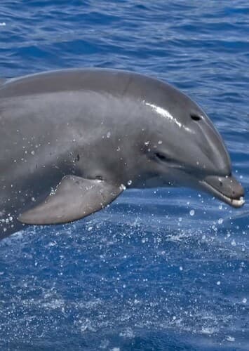 Dolphin