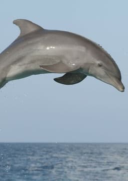 Dolphin