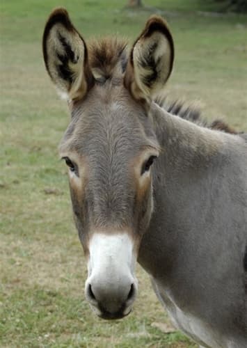 Donkey