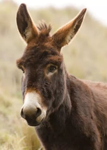 Donkey