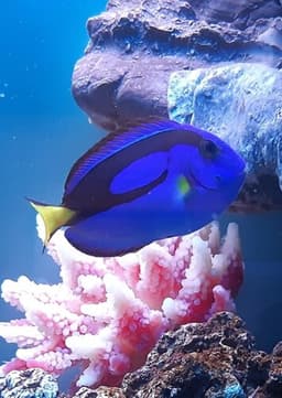 Dory