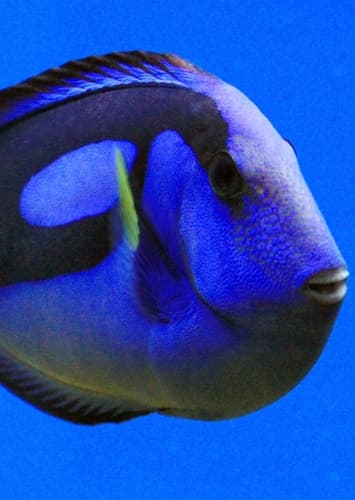 Dory