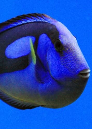 Dory