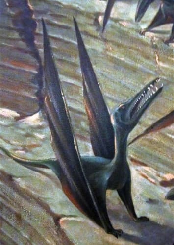 Dorygnathus