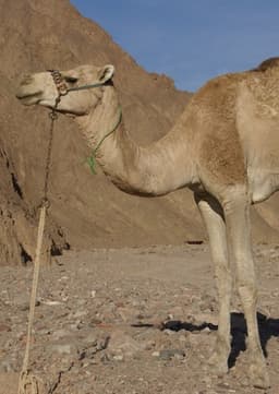 Dromedary Camel