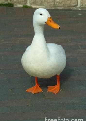Duck