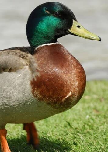 Duck