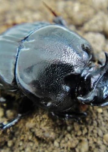 Dung beetle