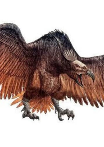 Dynatoaetus