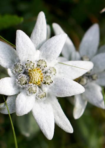 Edelweiss