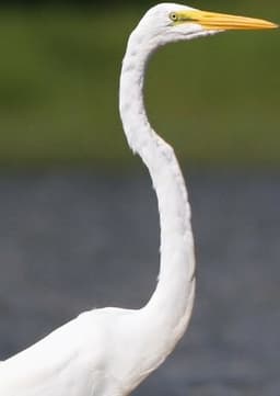 Egret