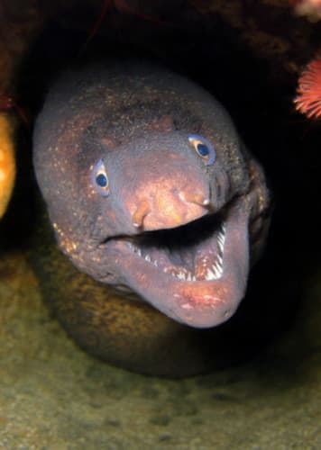 Electric Eel