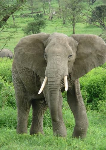 Elephant