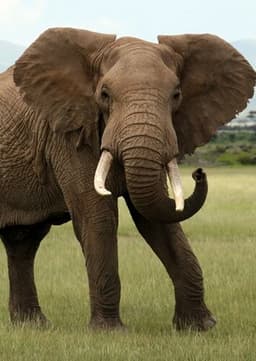 African Elephant