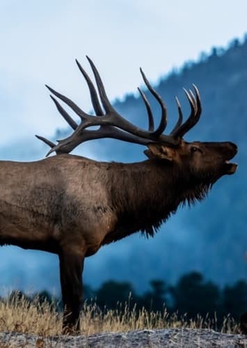 Elk