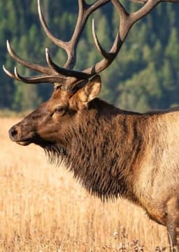 Elk