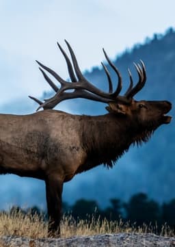 Elk