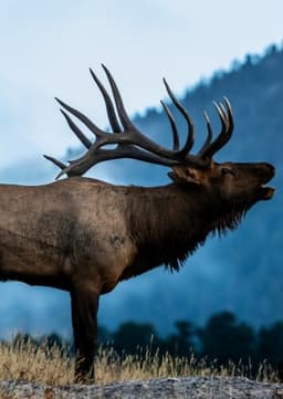 Elk