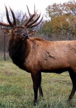 Elk