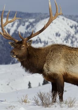 Elk