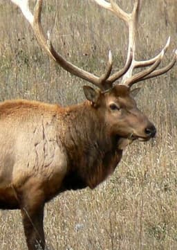 Elk