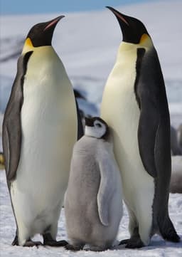 Emperor Penguin