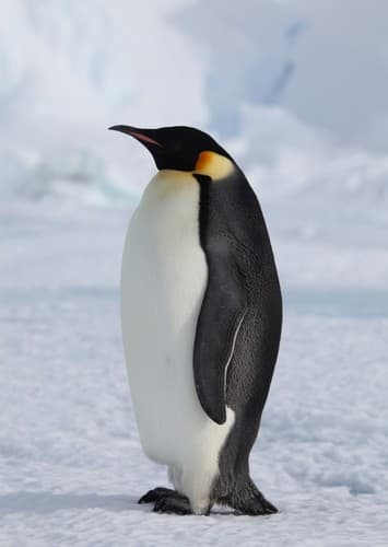 Emperor Penguin