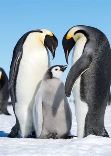 Emperor Penguin