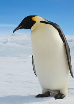 Emperor Penguin