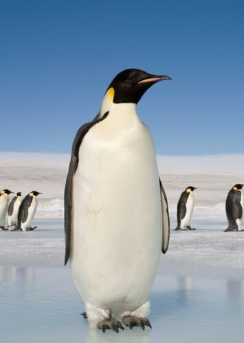 Emperor Penguin