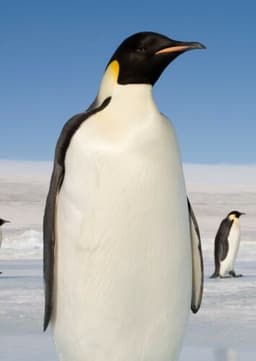 Emperor Penguin