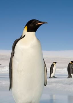 Emperor Penguin