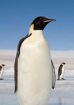 Emperor Penguin
