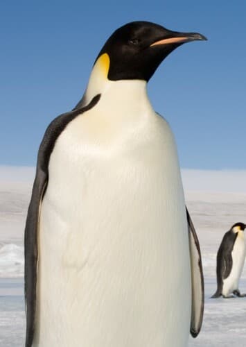 Emperor Penguin