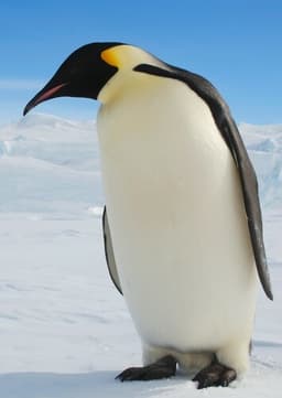 Emperor Penguin
