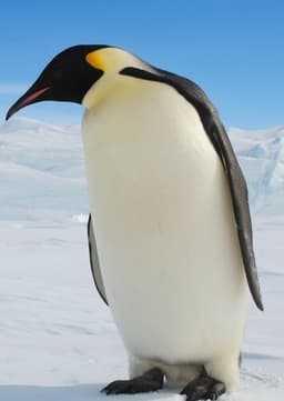 Emperor Penguin