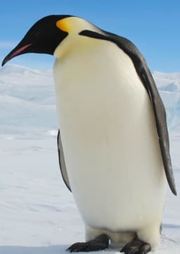 Emperor Penguin