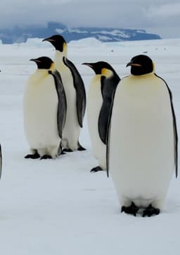 Emperor Penguin