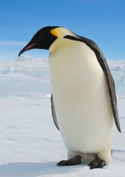 Emperor Penguin