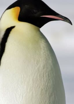 Emperor Penguin