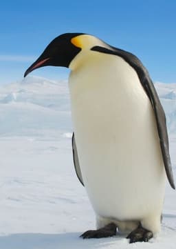 Emperor Penguin