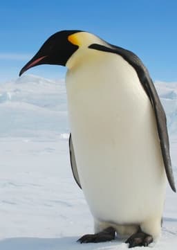 Emperor Penguin