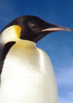 Emperor Penguin