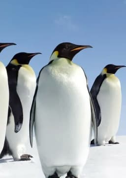 Emperor Penguin
