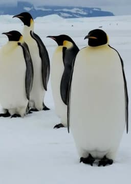 Emperor Penguin