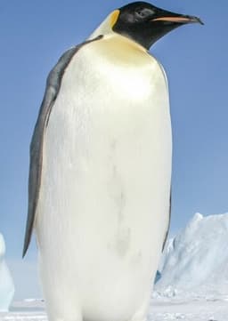 Emperor Penguin