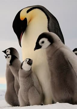 Emperor Penguin